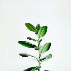 Planta de follaje, imagen de referencia Planta de follaje, imagen de referencia