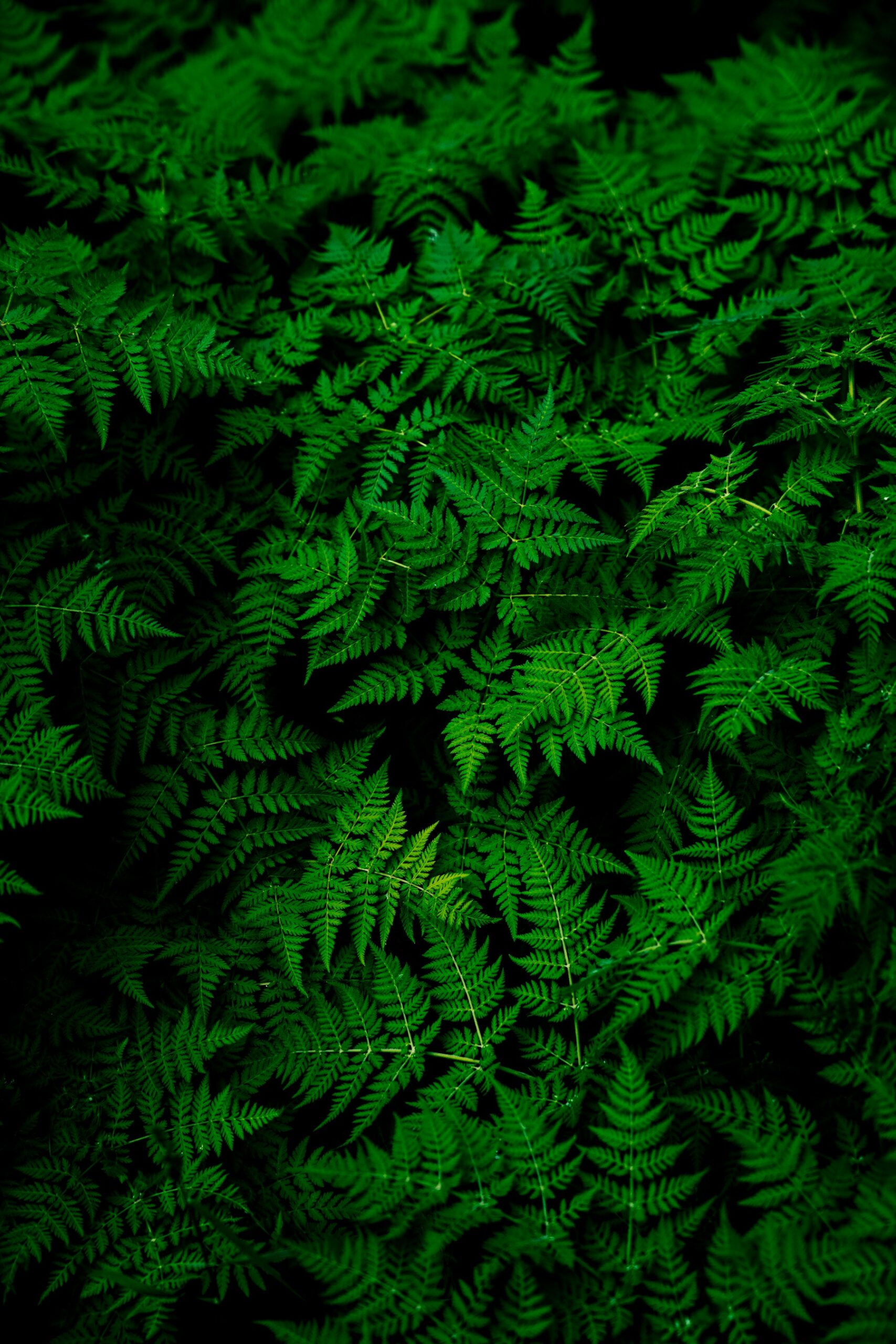Follaje verde